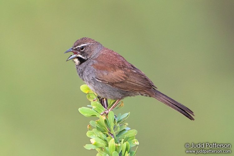, Box Canyon, Arizona, United States